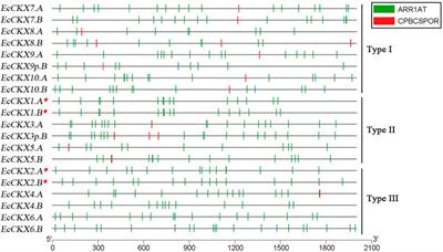 Genome-wide identification and analysis of the cytokinin oxidase/dehydrogenase (ckx) gene family in finger millet (Eleusine coracana)